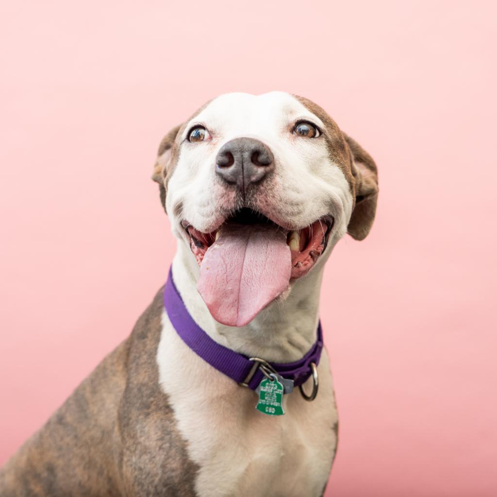 Cherie, a Adoptable mixed breed in New York, NY image 3/6