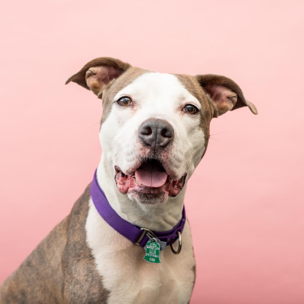 Cherie, a Adoptable mixed breed in New York, NY image 4/6