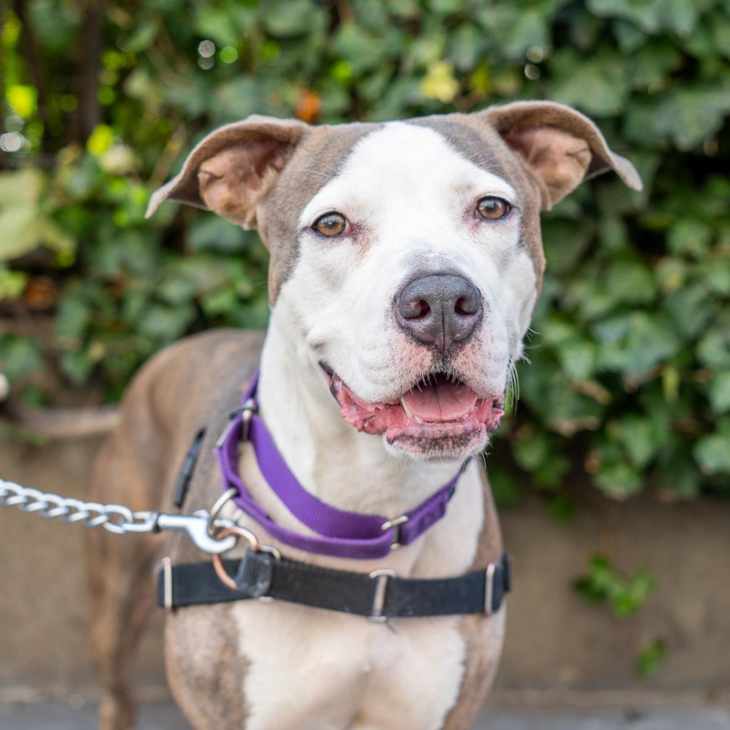 Cherie, a Adoptable mixed breed in New York, NY image 5/6