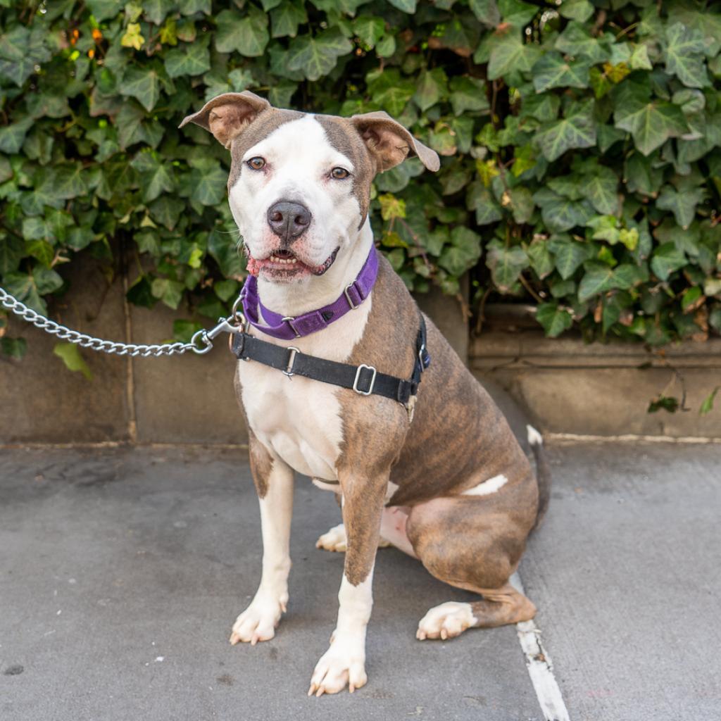 Cherie, a Adoptable mixed breed in New York, NY image 6/6