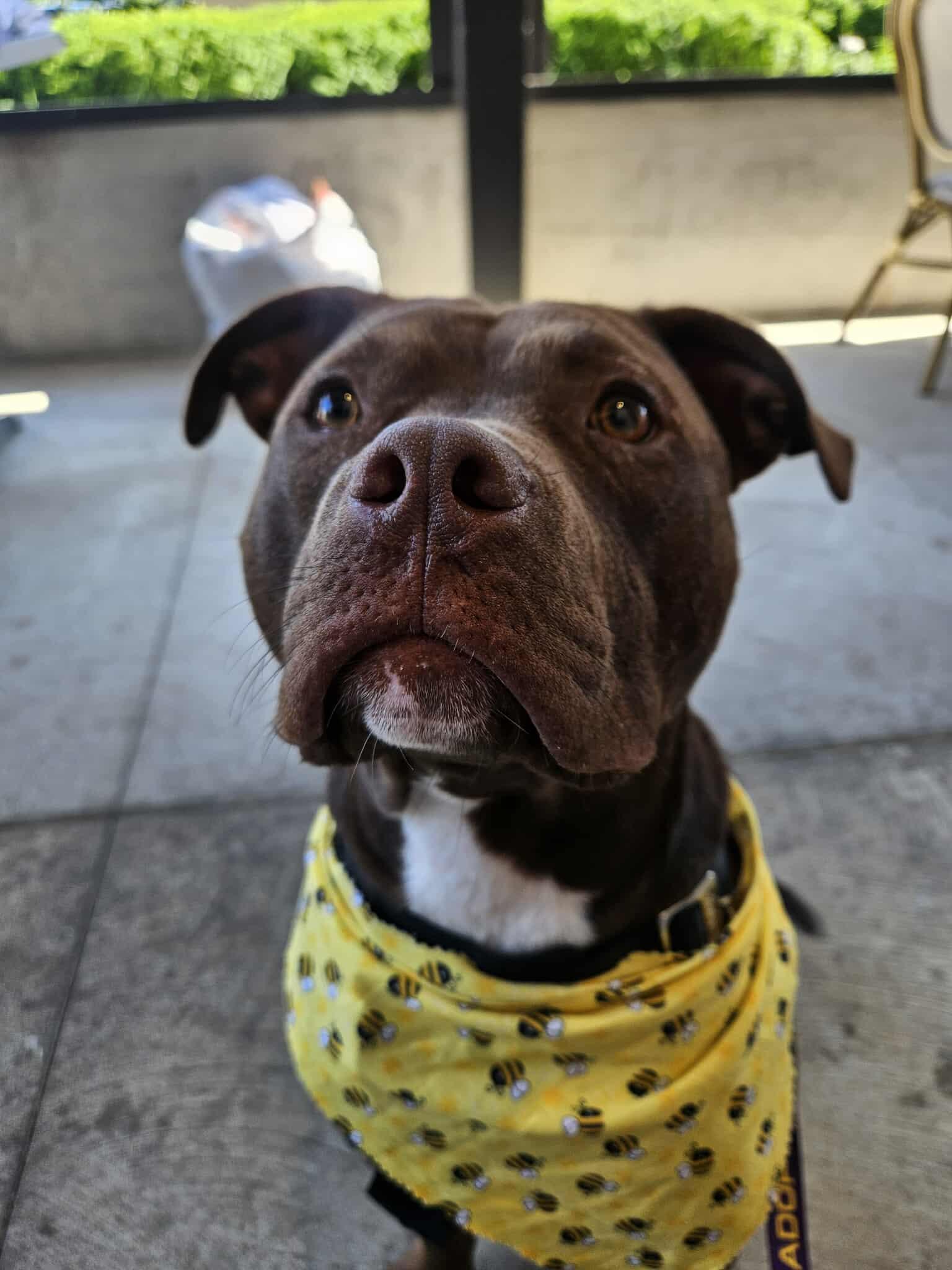 Poncho (Foster Needed)