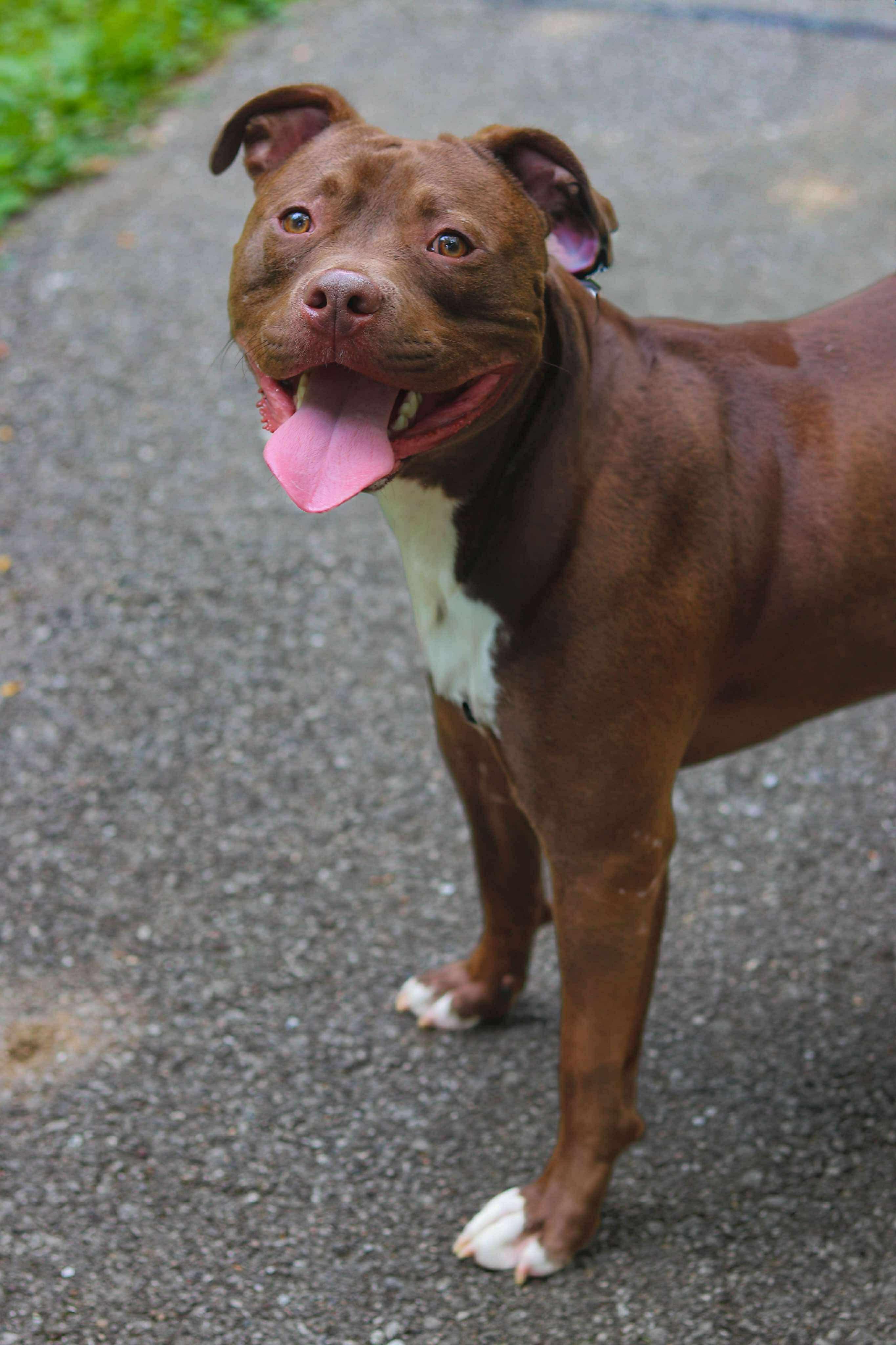 Poncho (Foster Needed)