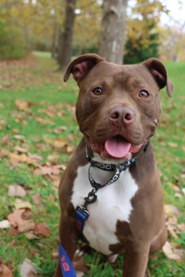 Poncho (Foster Needed)