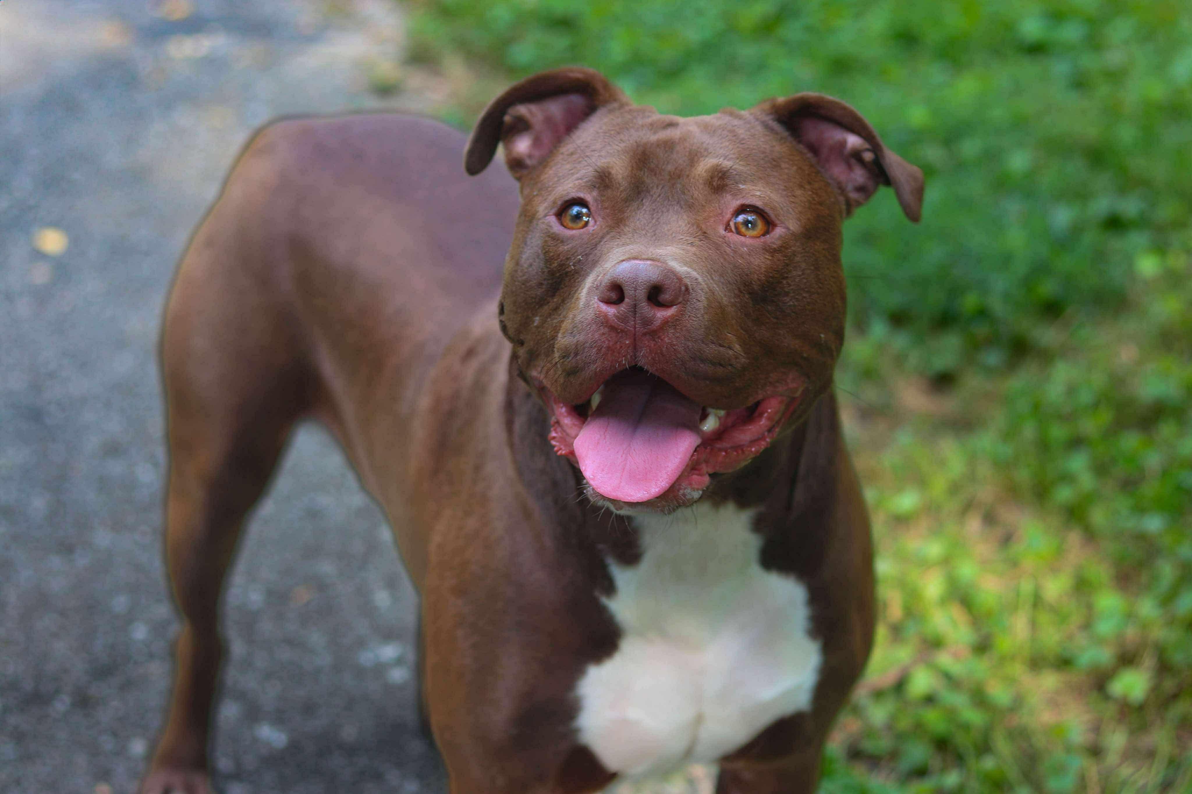 Poncho (Foster Needed)