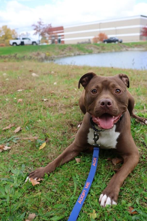 Poncho (Foster Needed)