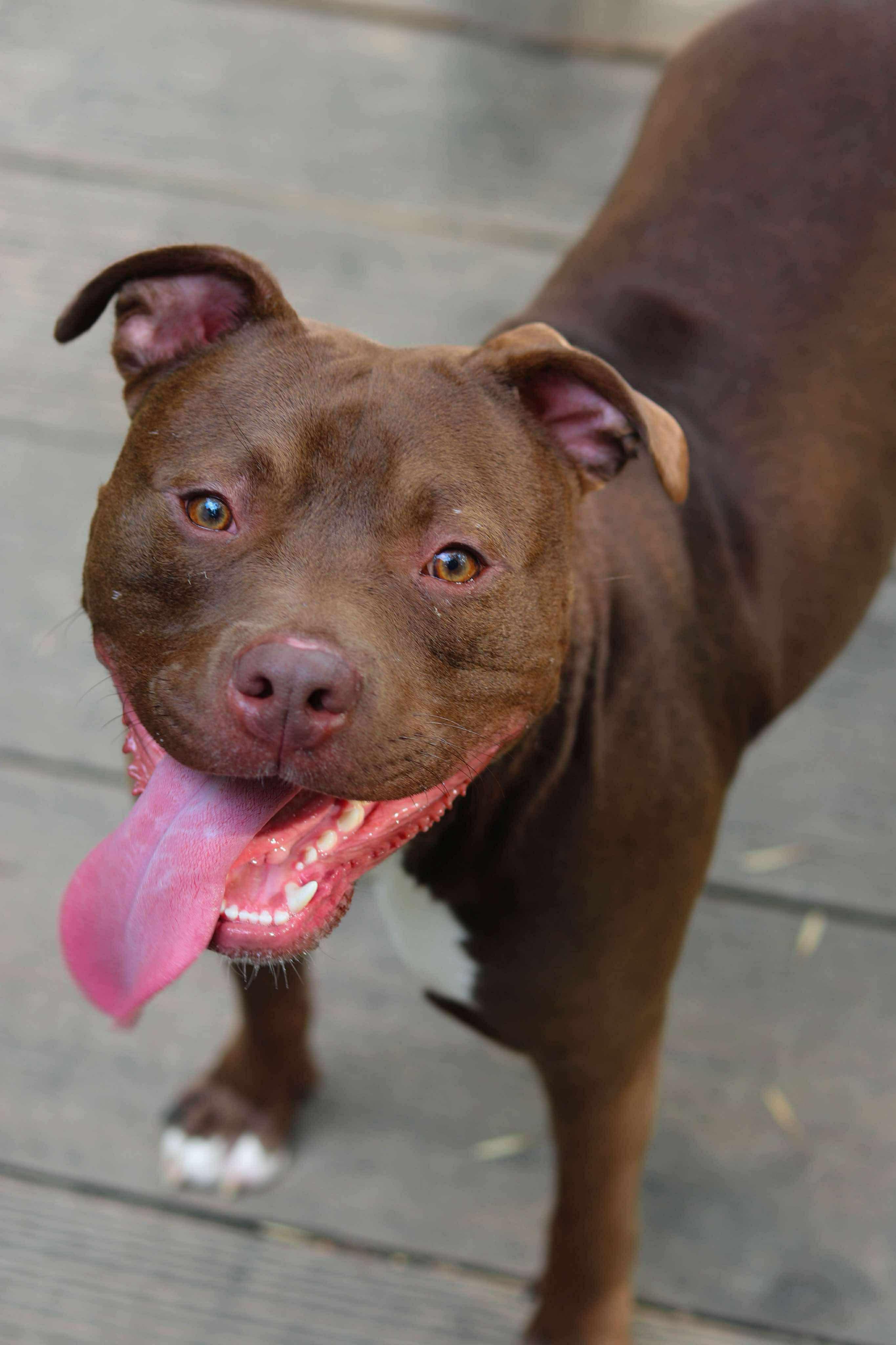 Poncho (Foster Needed)