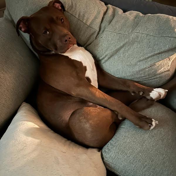 Poncho (Foster Needed)