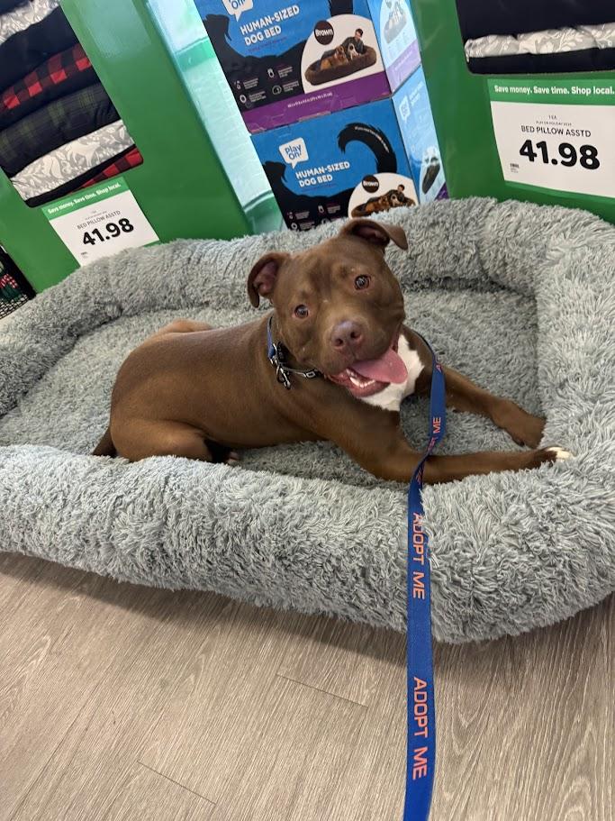 Poncho (Foster Needed)