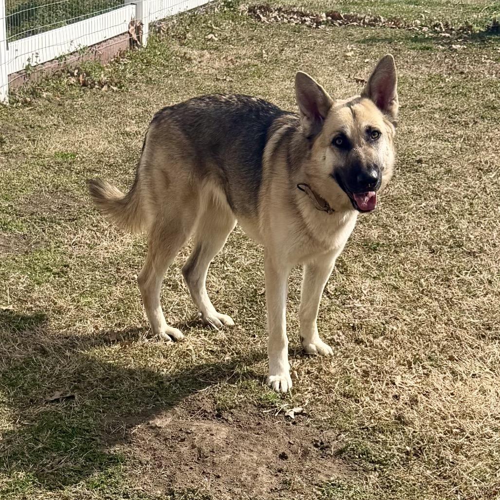 Enlarge Ivy, a Adoptable German Shepherd Dog in Tulsa, OK image 1/6