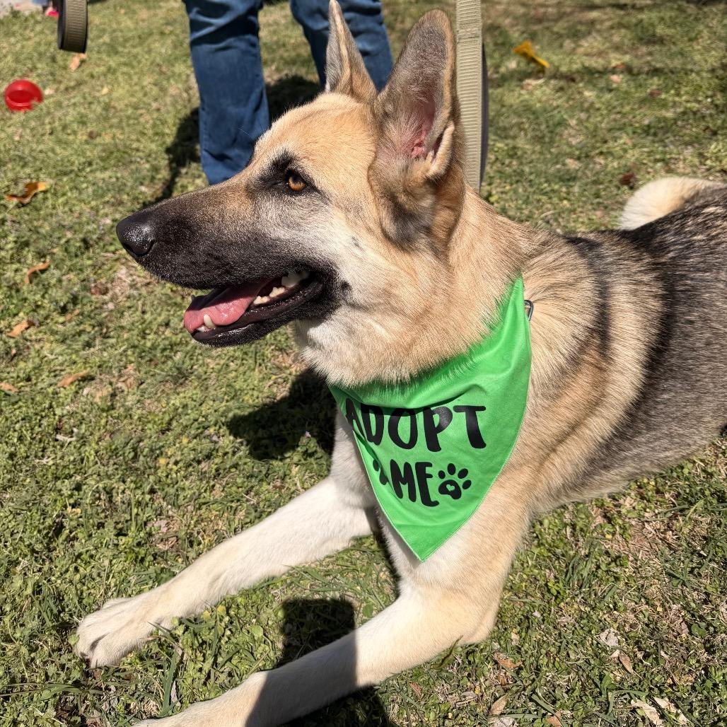 Enlarge Ivy, a Adoptable German Shepherd Dog in Tulsa, OK image 2/6