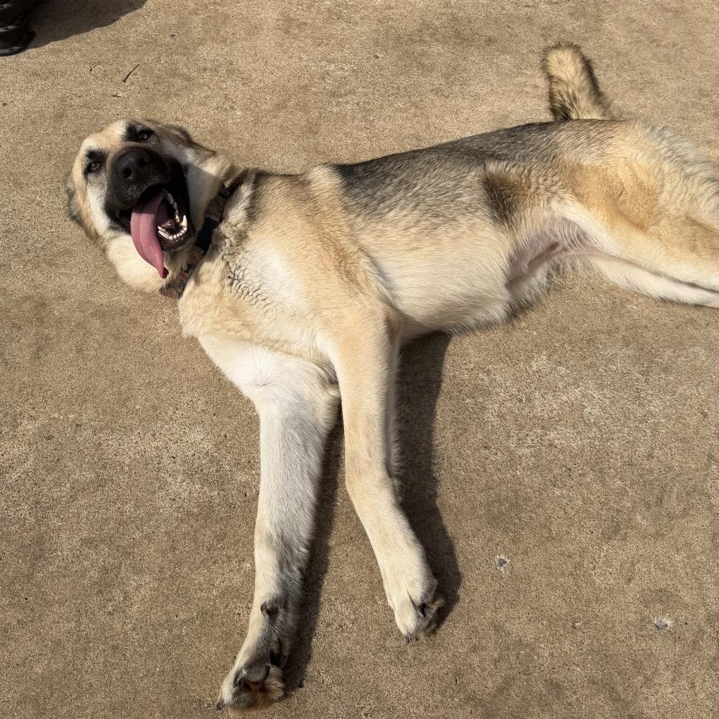 Enlarge Ivy, a Adoptable German Shepherd Dog in Tulsa, OK image 2/6