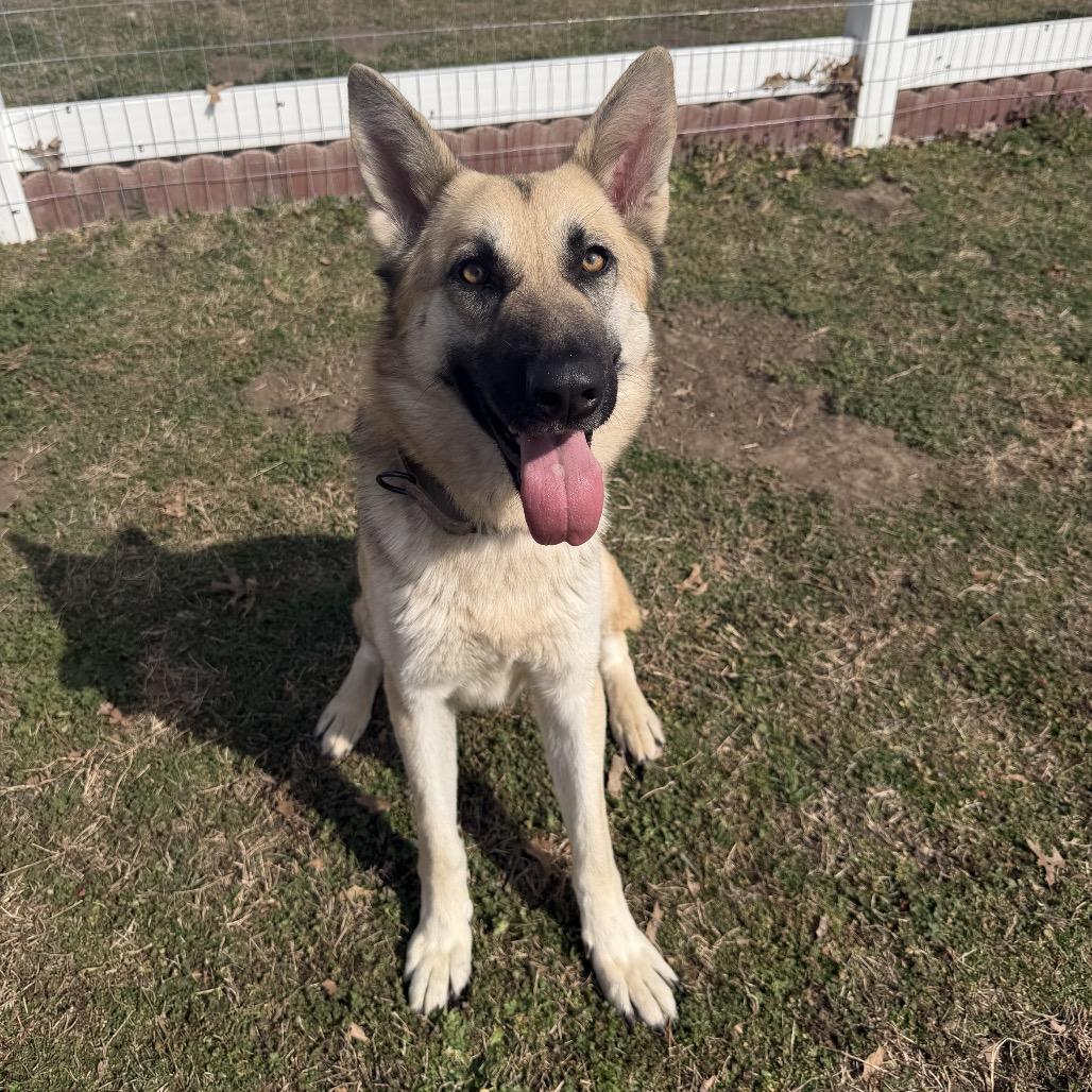 Enlarge Ivy, a Adoptable German Shepherd Dog in Tulsa, OK image 3/6