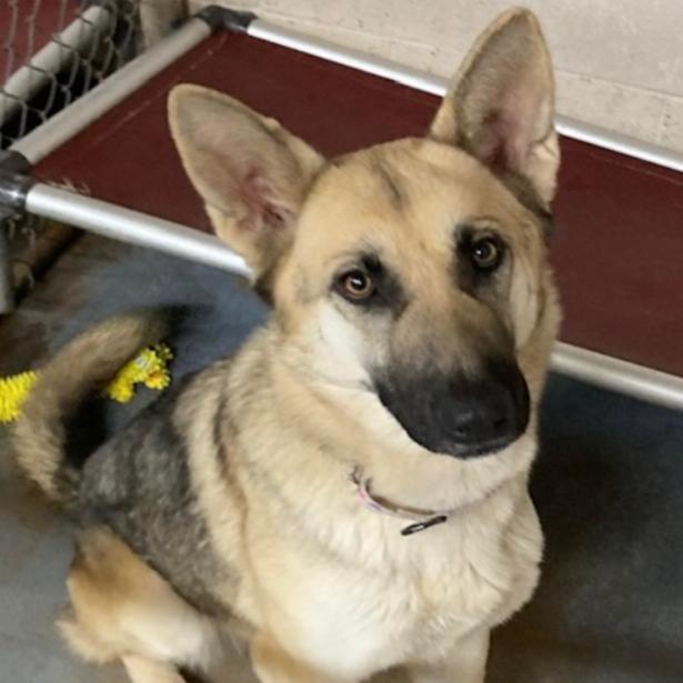 Enlarge Ivy, a Adoptable German Shepherd Dog in Tulsa, OK image 4/6