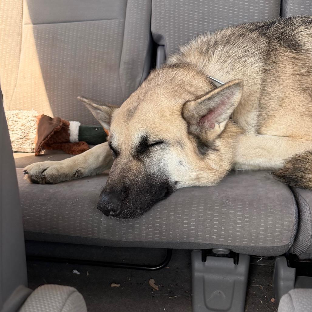 Enlarge Ivy, a Adoptable German Shepherd Dog in Tulsa, OK image 5/6