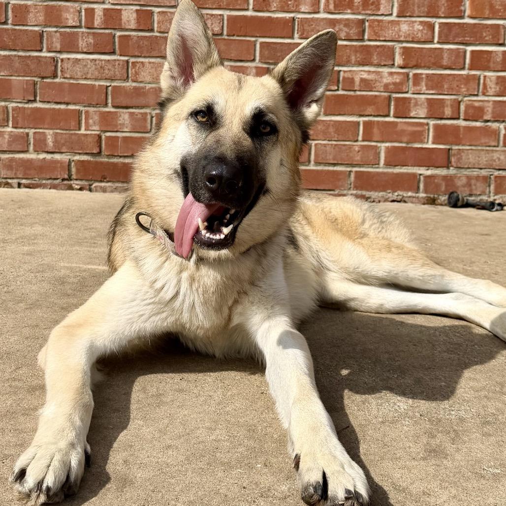 Enlarge Ivy, a Adoptable German Shepherd Dog in Tulsa, OK image 6/6