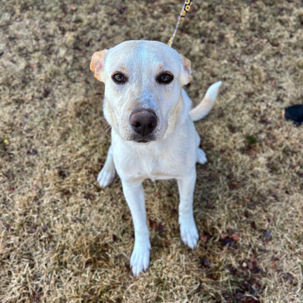 Sugar Cookie, Adoptable, Young Female Shepherd & Mixed Breed.