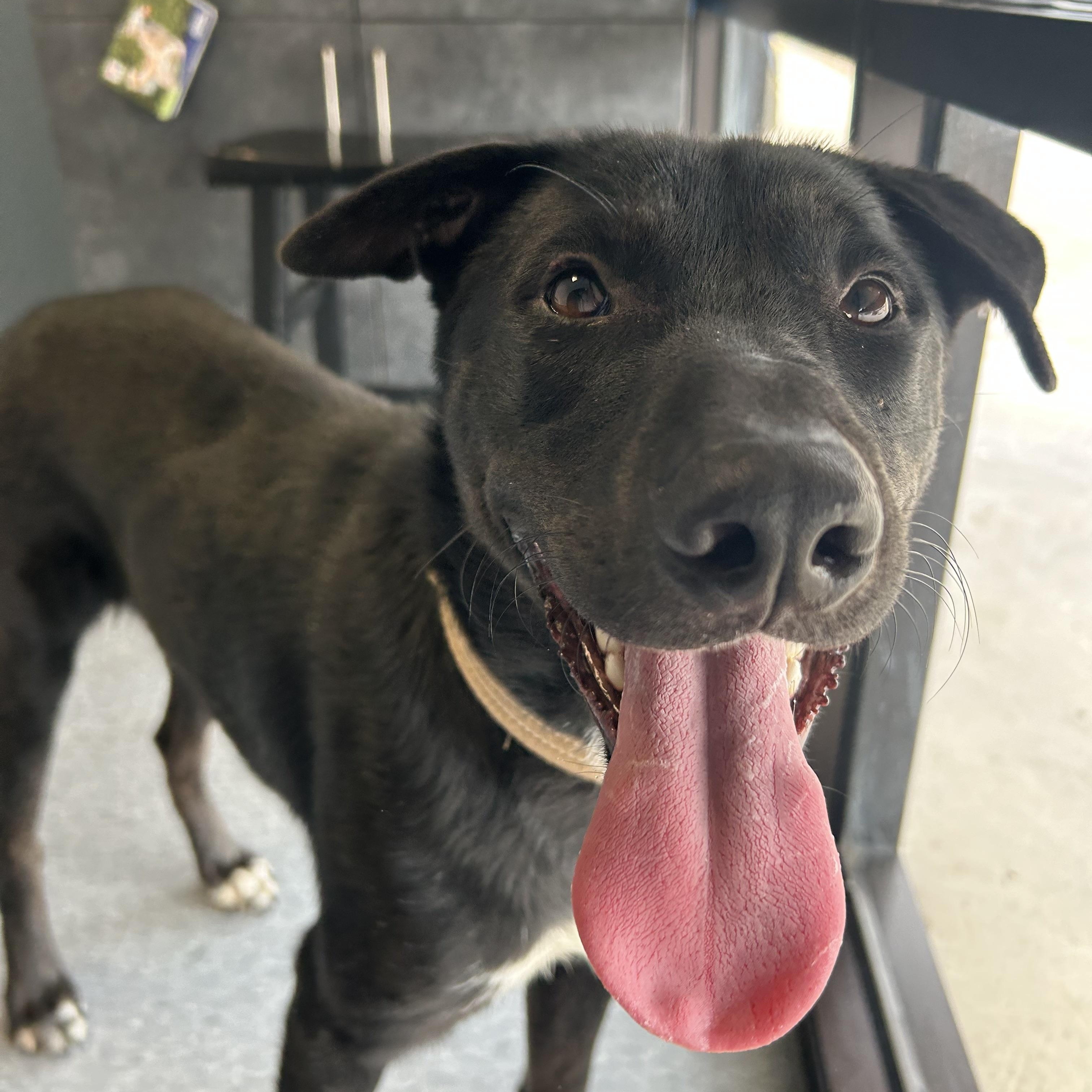 Leo, an adoptable mixed breed in Joppa, MD image 4/5