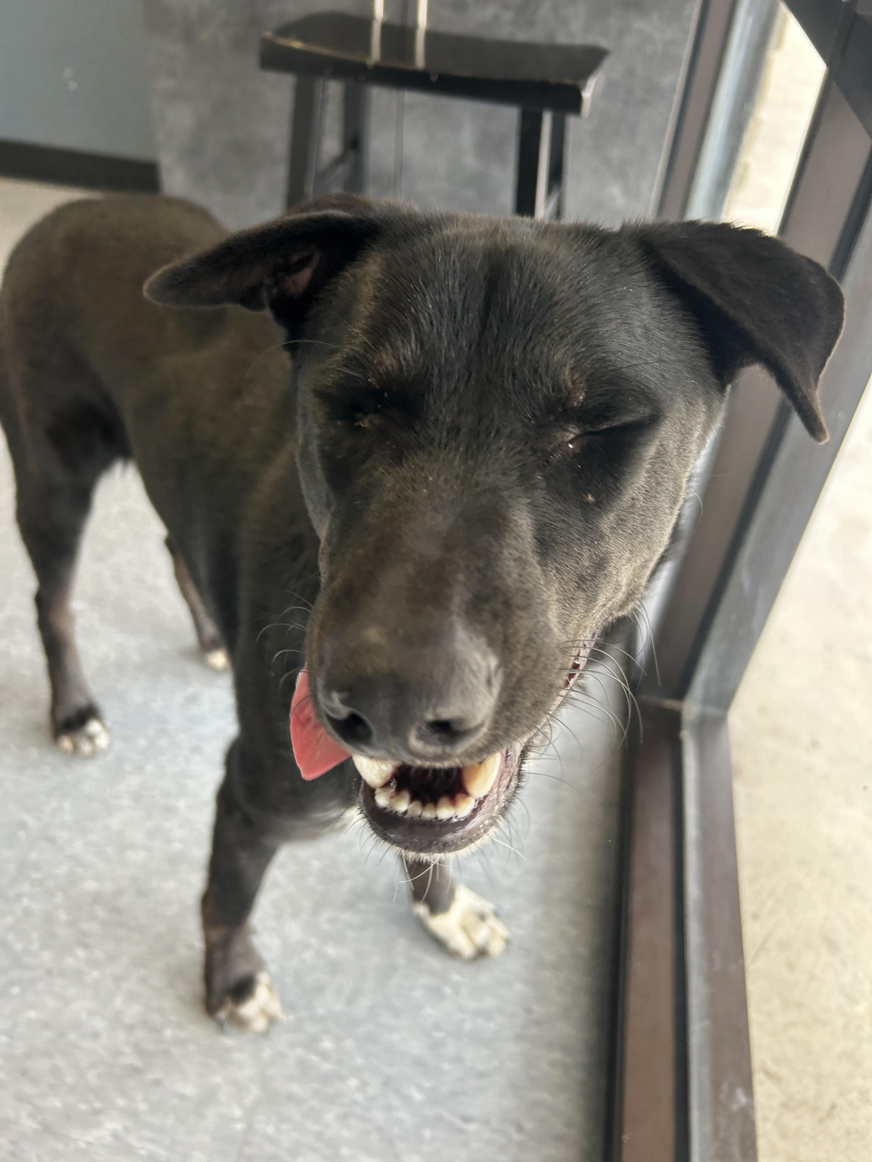 Leo, an adoptable mixed breed in Joppa, MD image 2/5