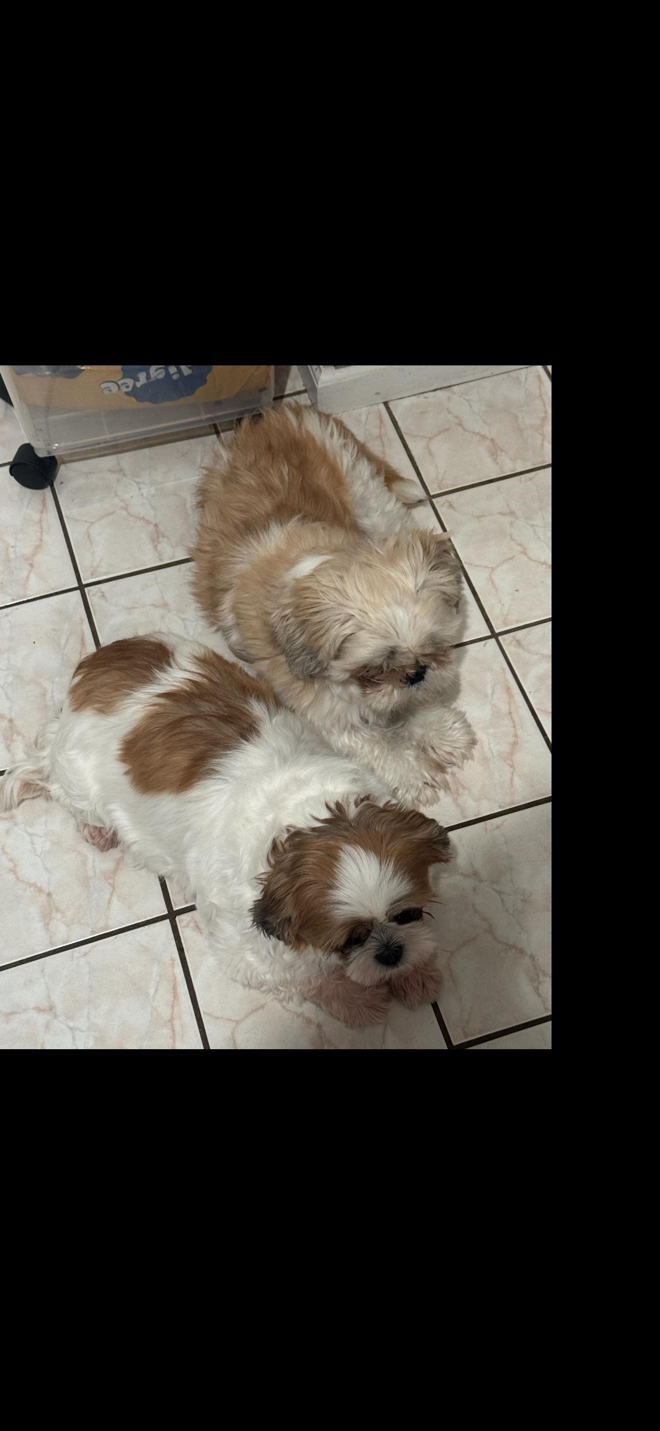 Enlarge NOT at the shelter -- Courtesy Listing for Chewy (male)  & Coco (female), a ADOPTABLE Shih Tzu in New Rochelle, NY image 1/4