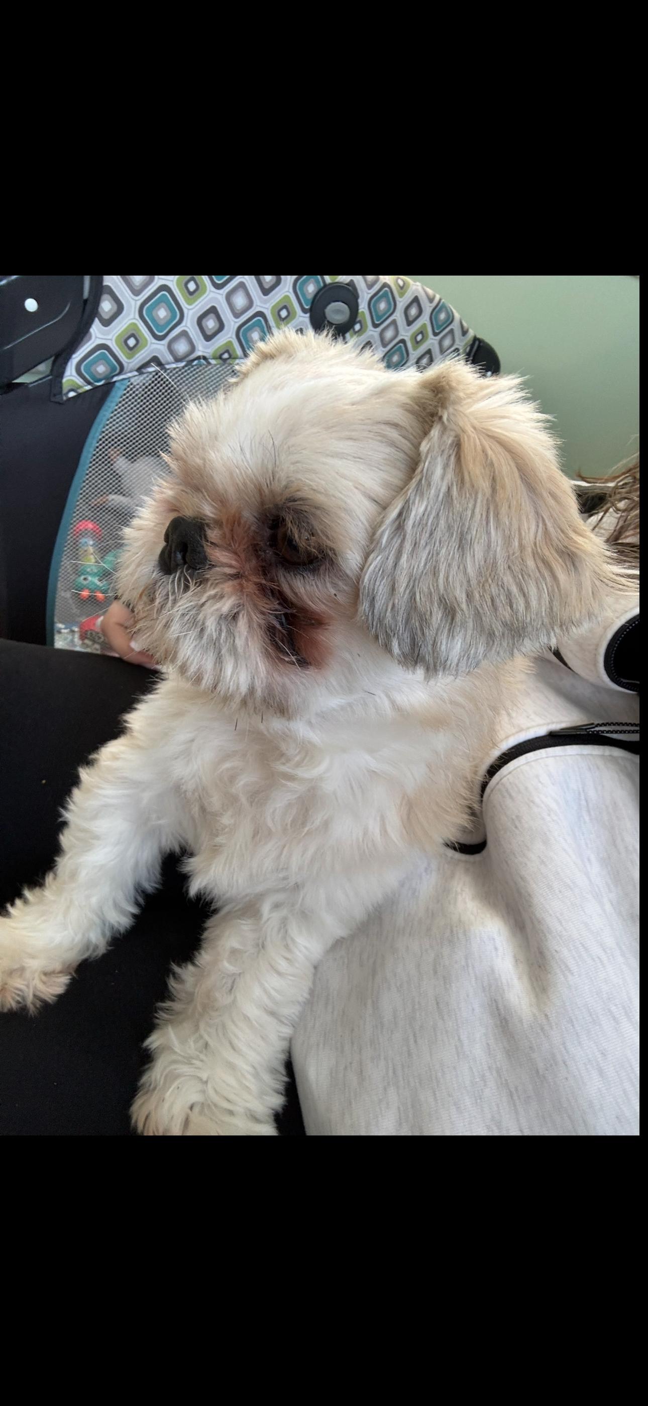 Enlarge NOT at the shelter -- Courtesy Listing for Chewy (male)  & Coco (female), a ADOPTABLE Shih Tzu in New Rochelle, NY image 2/4
