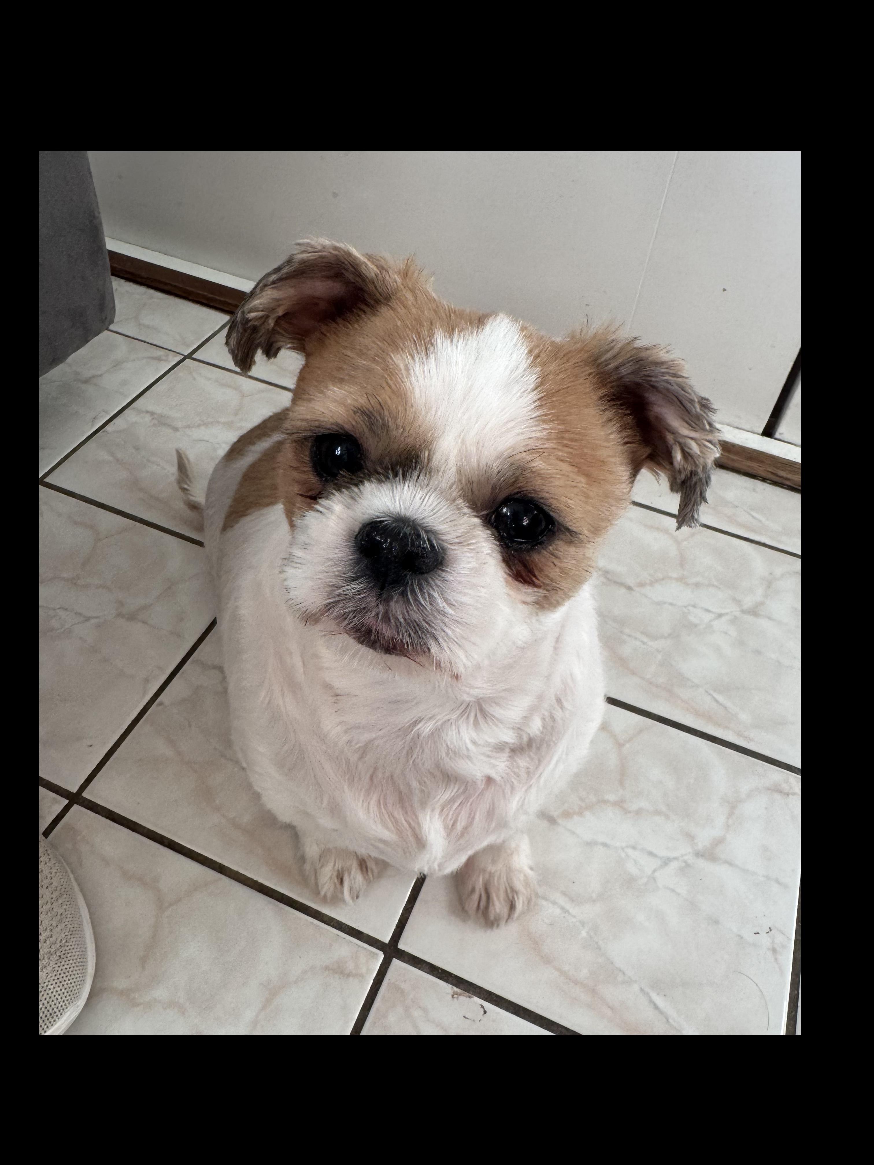 Enlarge NOT at the shelter -- Courtesy Listing for Chewy (male)  & Coco (female), a ADOPTABLE Shih Tzu in New Rochelle, NY image 3/4