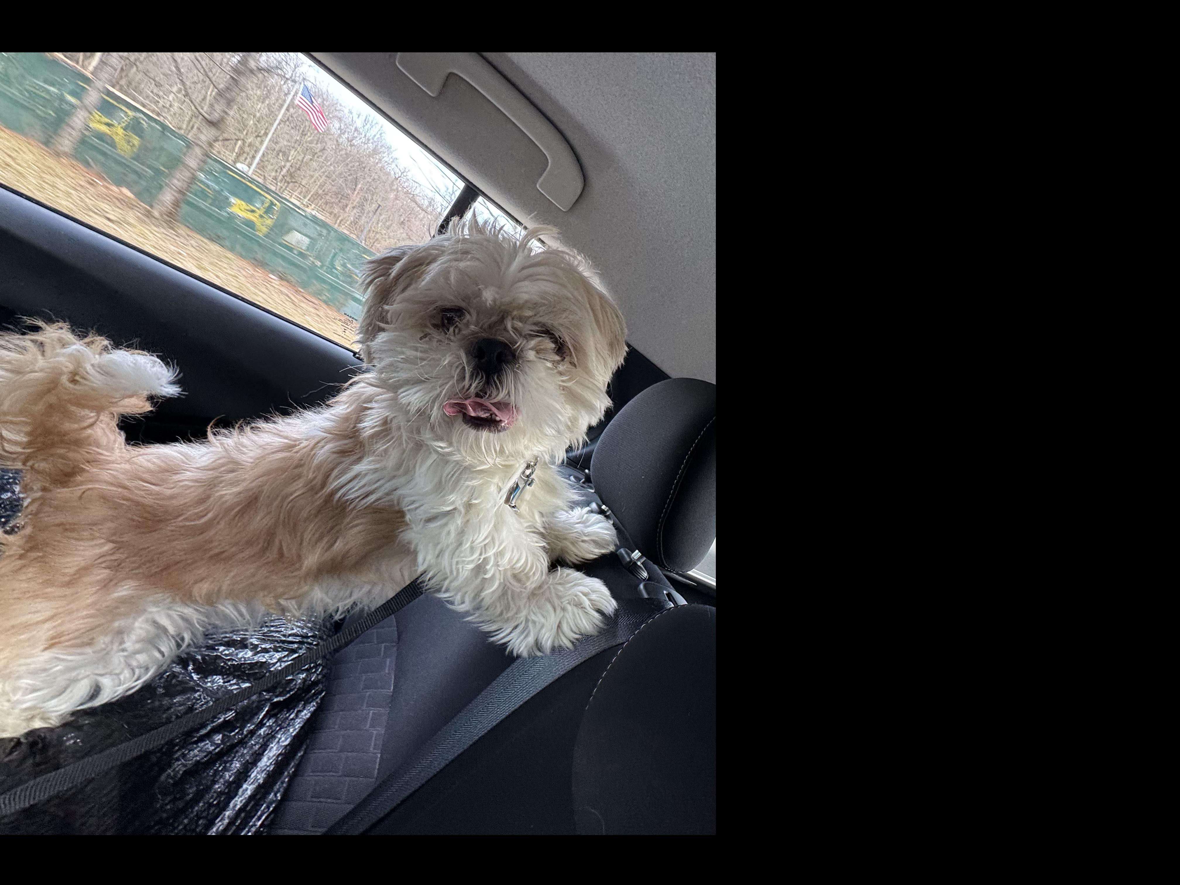 Enlarge NOT at the shelter -- Courtesy Listing for Chewy (male)  & Coco (female), a ADOPTABLE Shih Tzu in New Rochelle, NY image 4/4