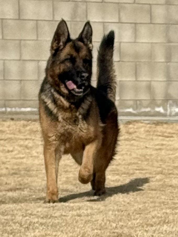 Enlarge Dolly, a Adoptable German Shepherd Dog in Agua Dulce, CA image 2/4