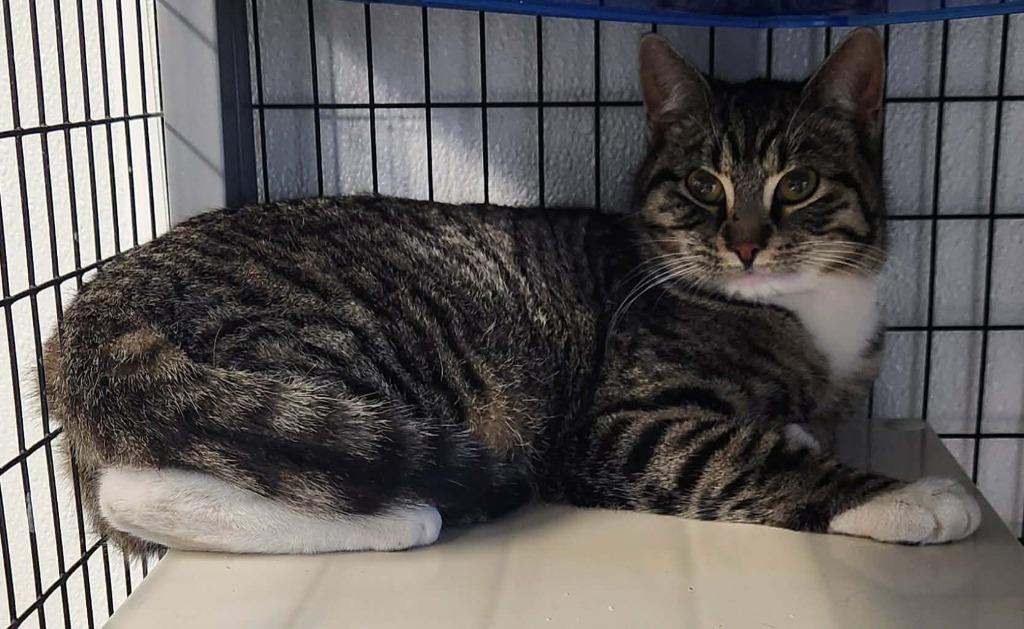 Cocktail, Adoptable, Young Female Domestic Short Hair.