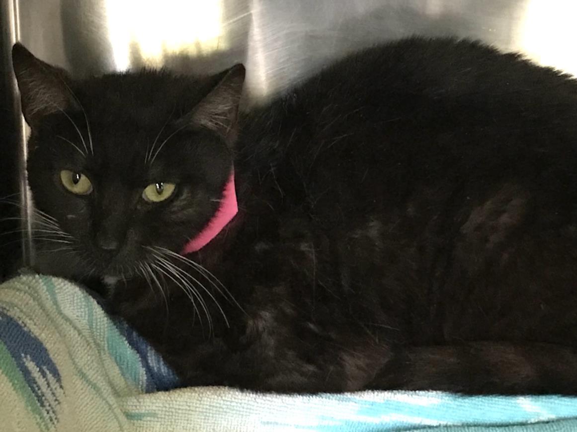 SLY, Adoptable, Young Female Domestic Short Hair.