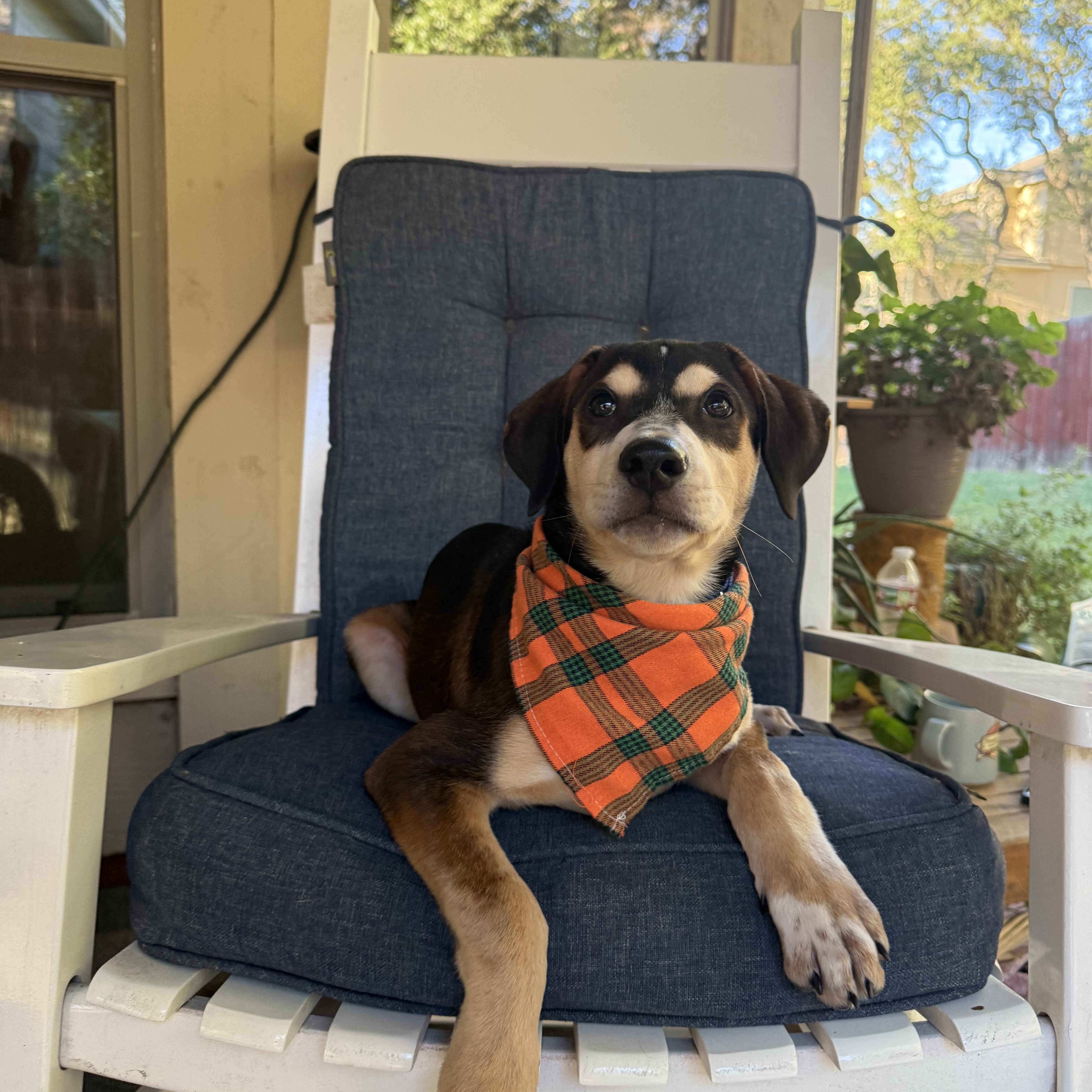 Finn photo