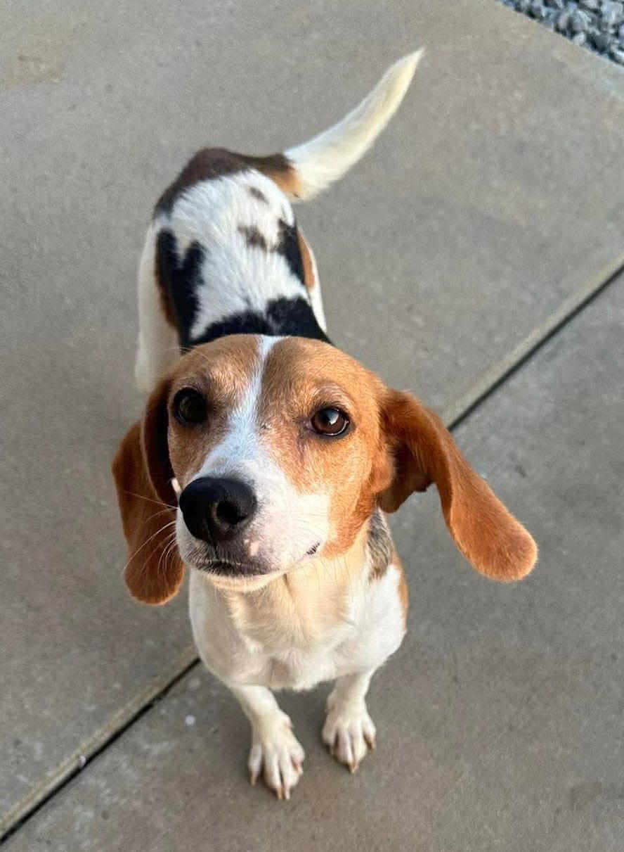 Enlarge Cheerios, a Adoptable Beagle in Steeleville, IL image 2/3