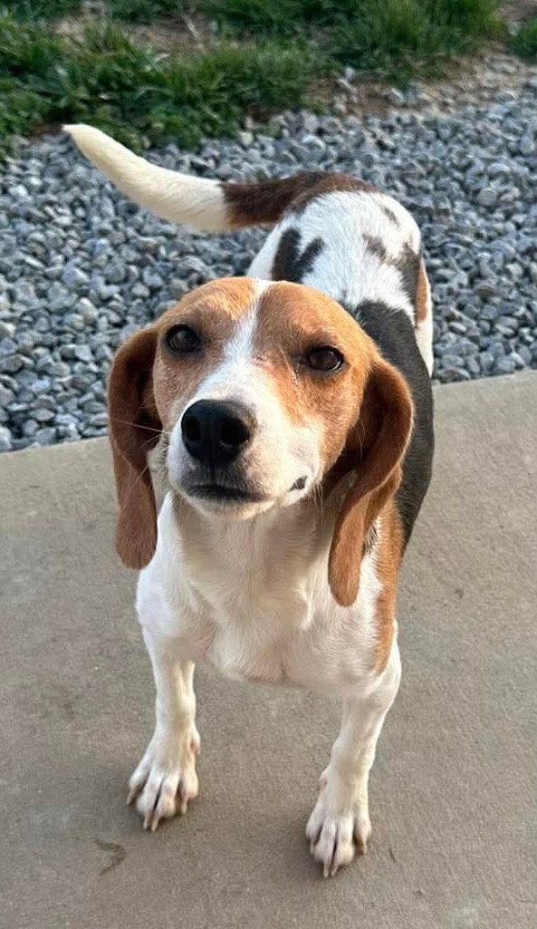 Enlarge Cheerios, a Adoptable Beagle in Steeleville, IL image 3/3