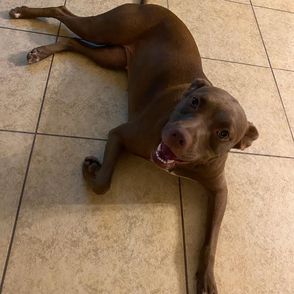Baby, Adoptable, Adult Female Pit Bull Terrier.