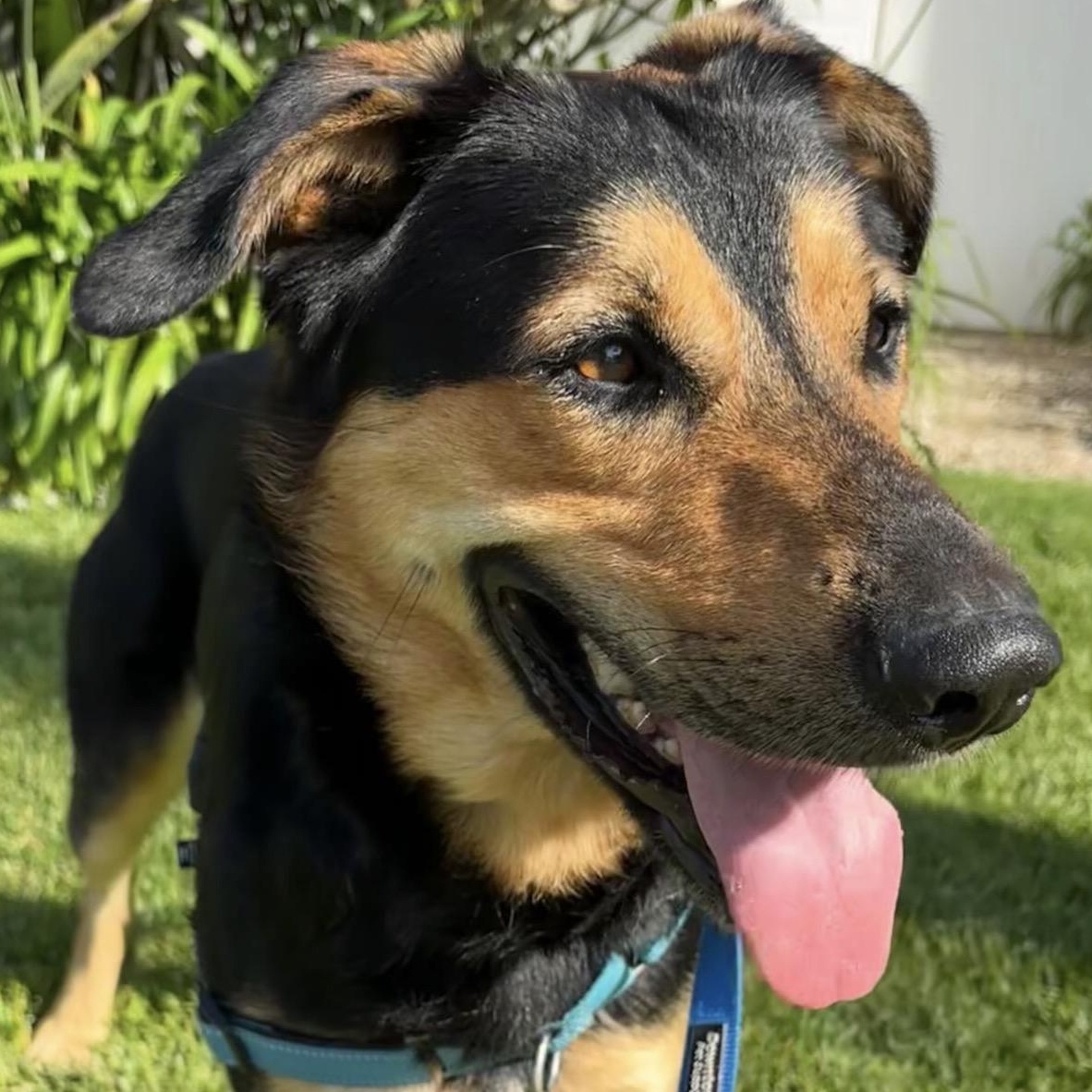 JAX , a ADOPTABLE mixed breed in Carlsbad, CA image 2/6