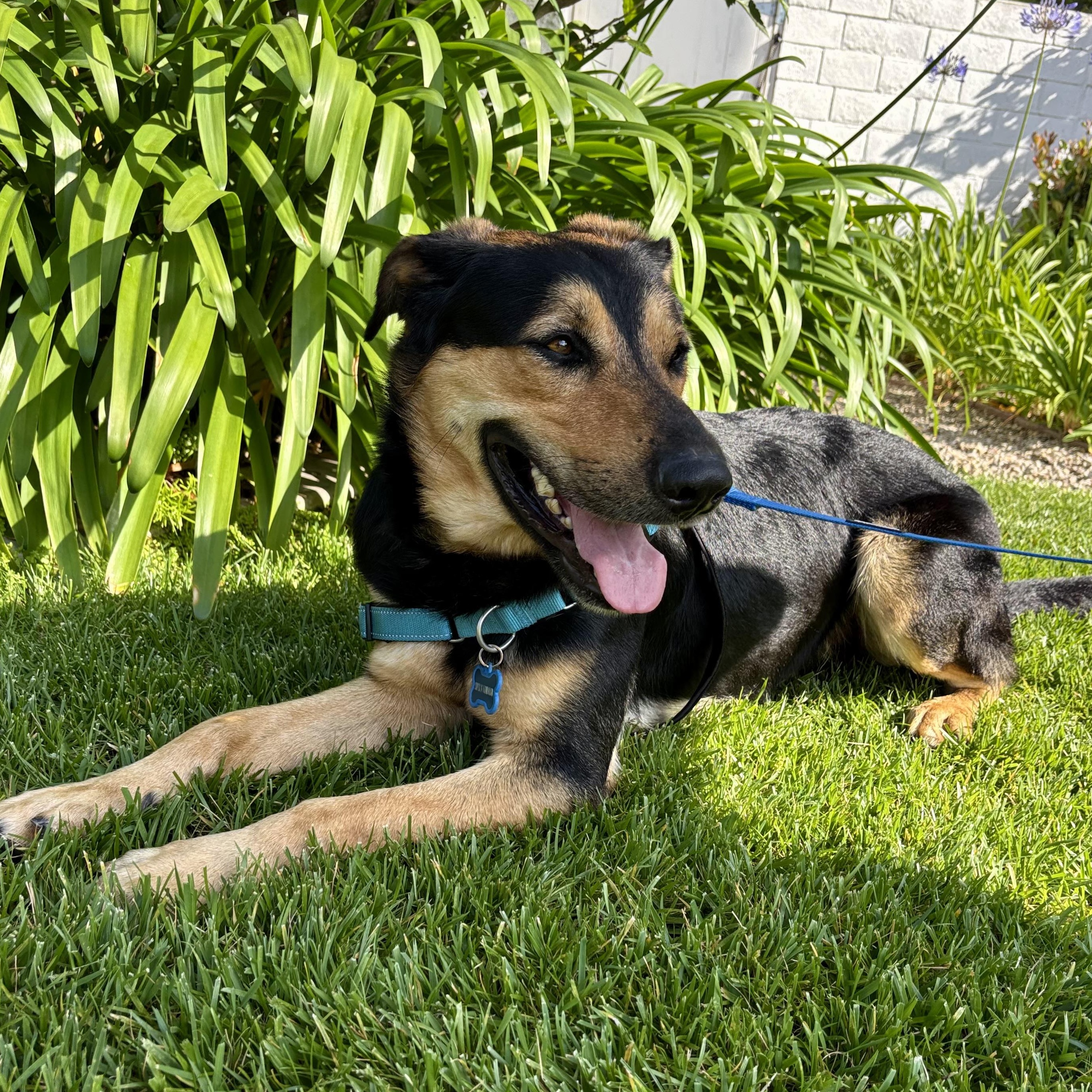 JAX , a ADOPTABLE mixed breed in Carlsbad, CA image 3/6