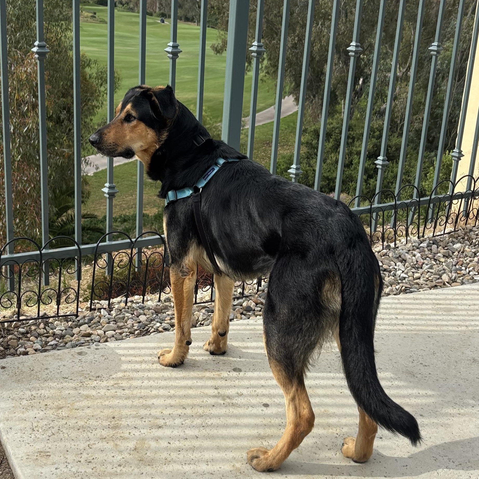 JAX , a ADOPTABLE mixed breed in Carlsbad, CA image 6/6