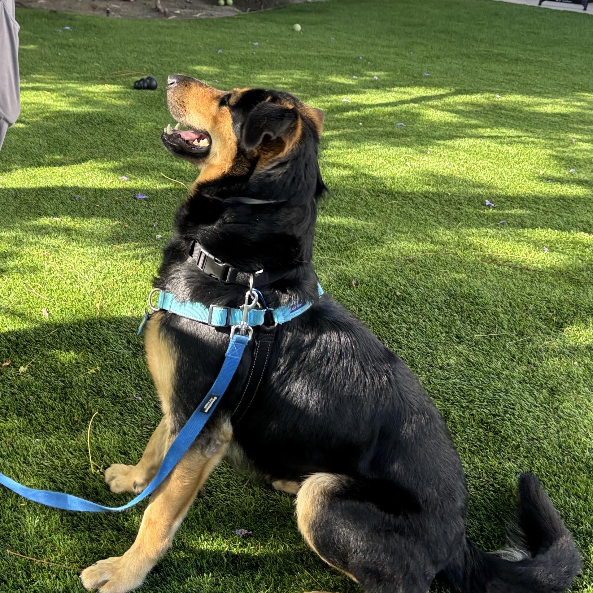 JAX , a ADOPTABLE mixed breed in Carlsbad, CA image 4/6