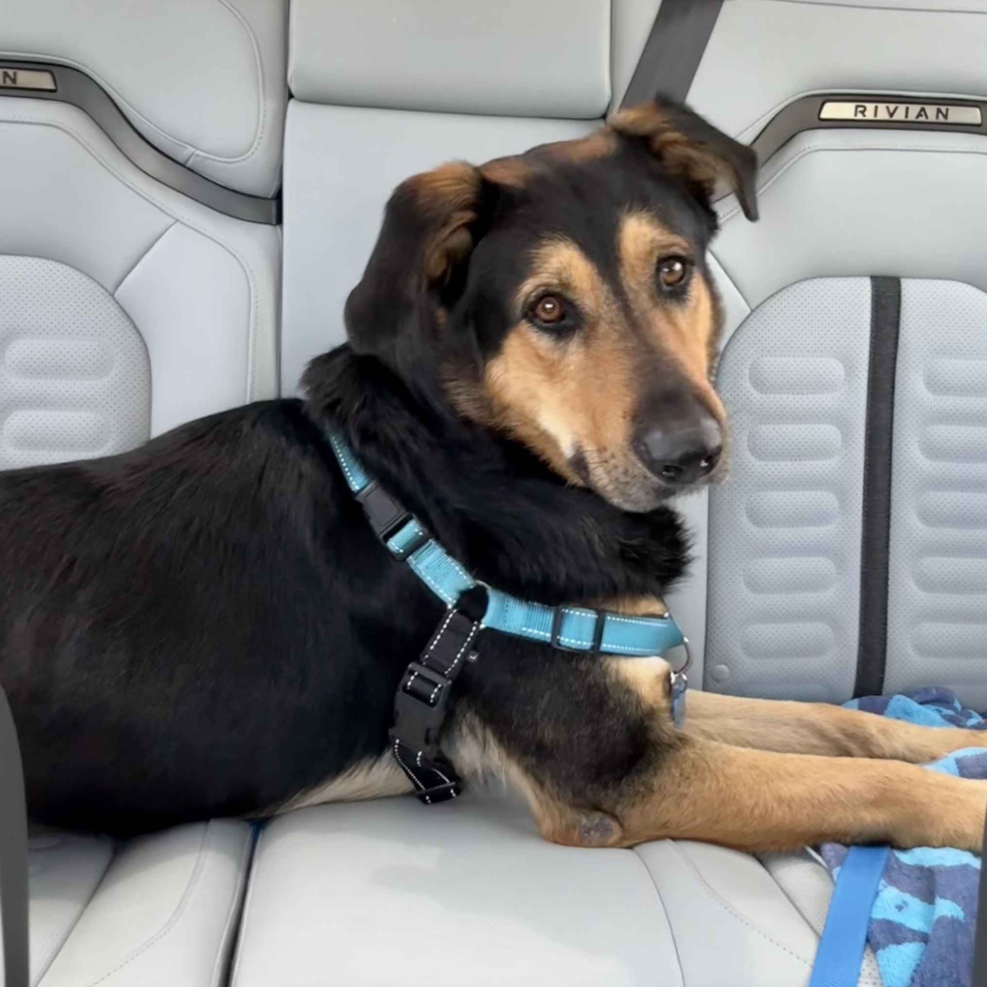 JAX , a ADOPTABLE mixed breed in Carlsbad, CA image 1/6