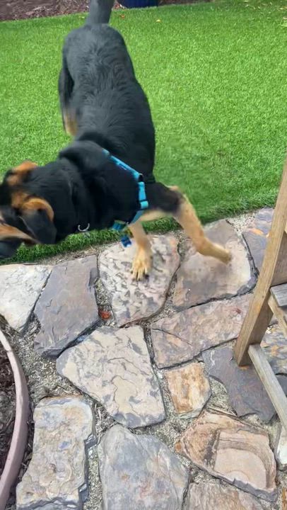 Enlarge JAX , a ADOPTABLE mixed breed in Carlsbad, CA video 5/6