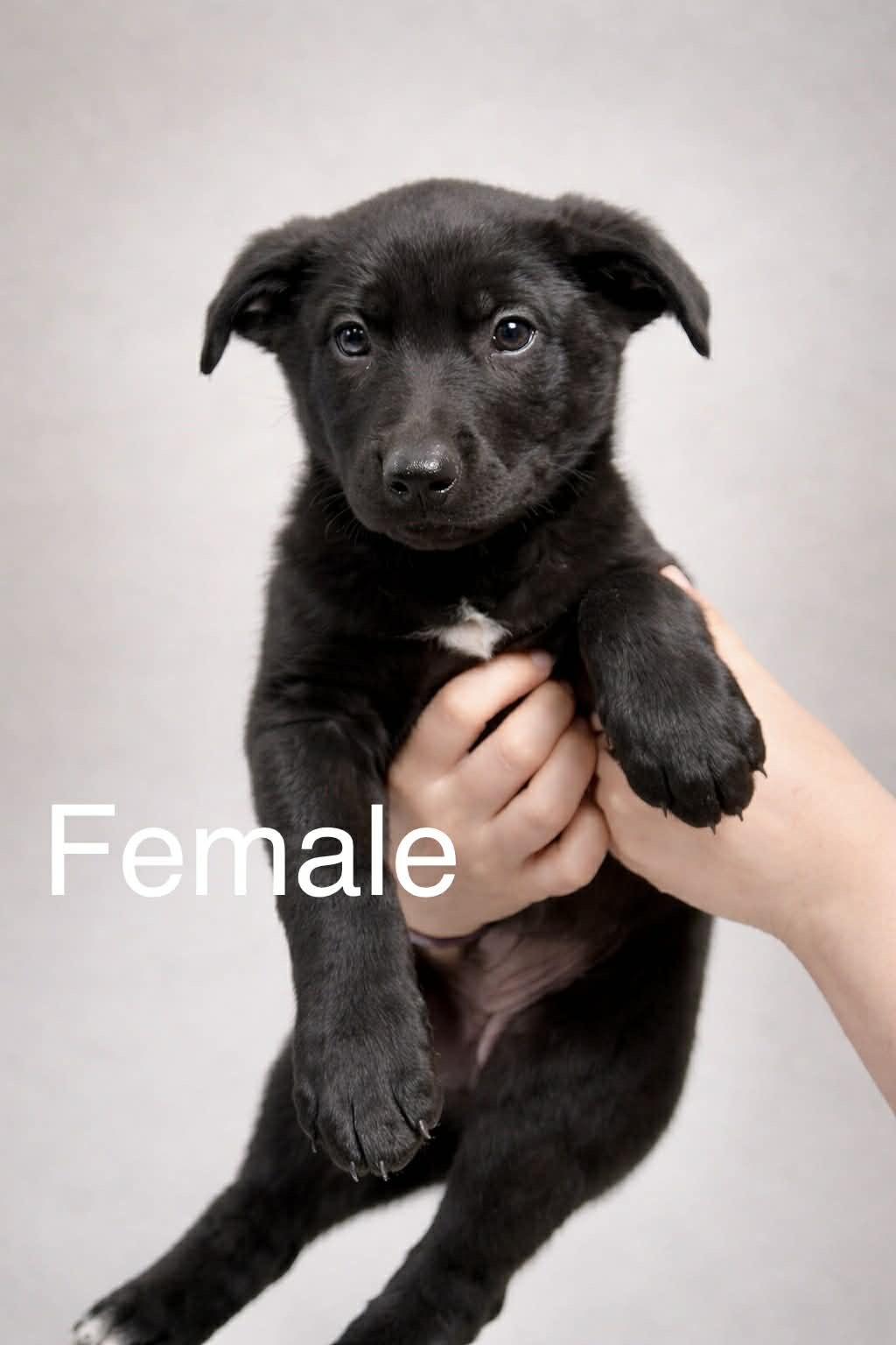 Enlarge Rain, a Adoptable mixed breed in Copper Hill, VA image 1/1