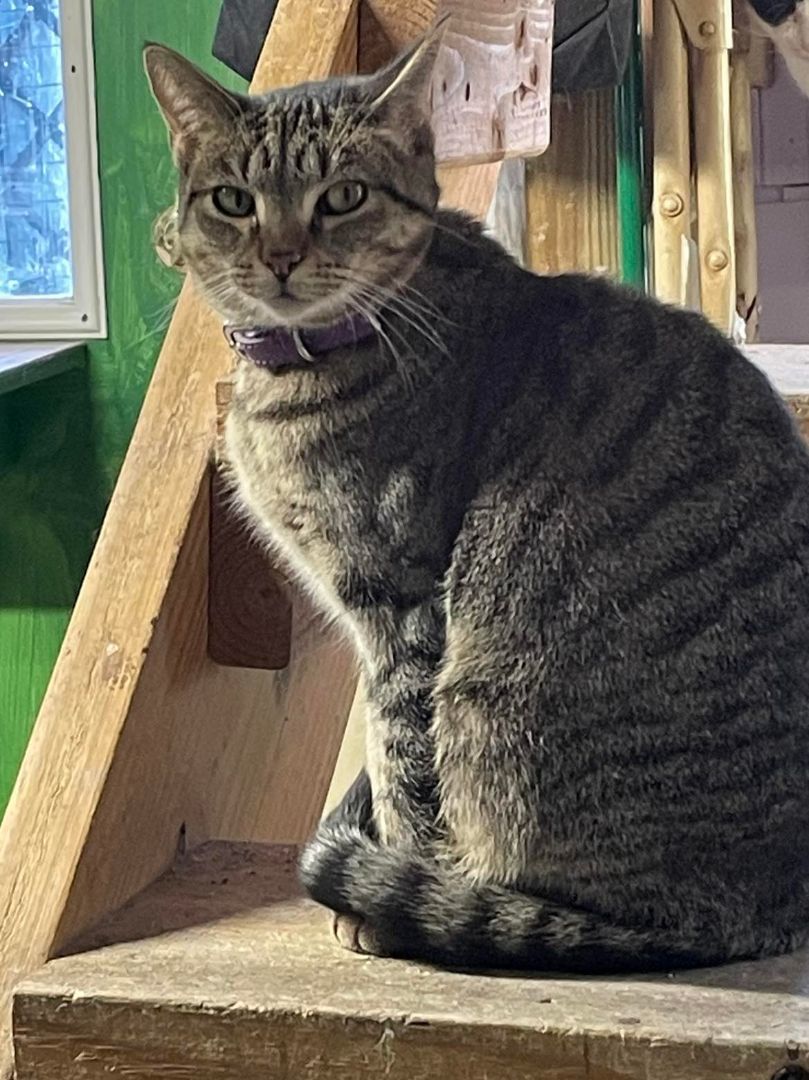 Enlarge Muffin Jones, a Adoptable mixed breed in Indianapolis, IN image 1/7