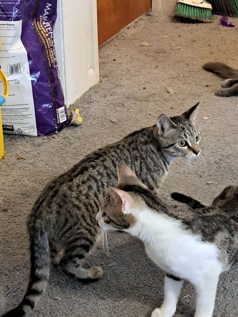 Enlarge Muffin Jones, a Adoptable mixed breed in Indianapolis, IN image 2/7