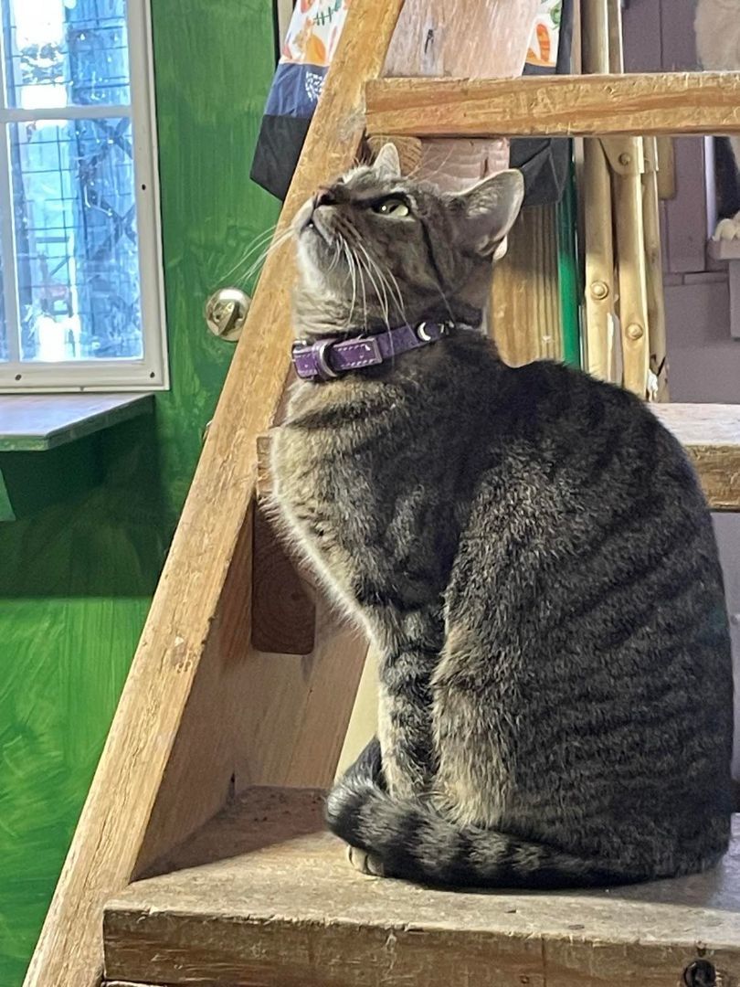 Enlarge Muffin Jones, a Adoptable mixed breed in Indianapolis, IN image 3/7