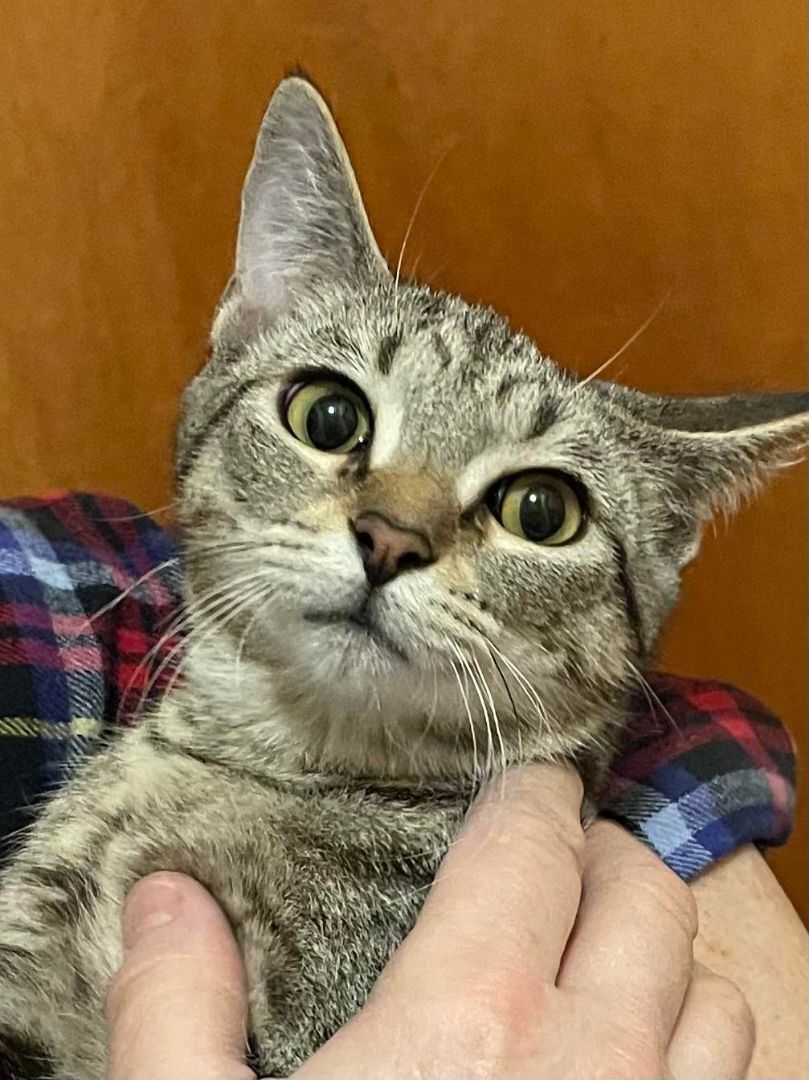 Enlarge Muffin Jones, a Adoptable mixed breed in Indianapolis, IN image 4/7