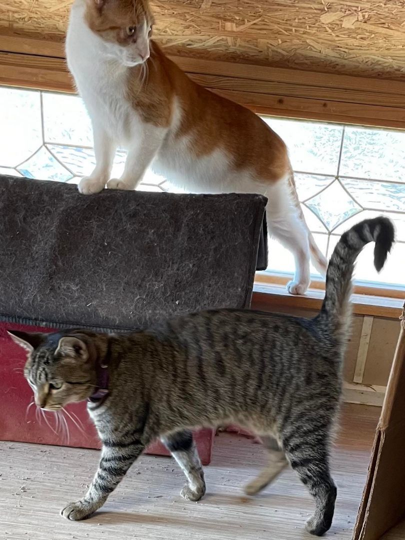 Enlarge Muffin Jones, a Adoptable mixed breed in Indianapolis, IN image 5/7