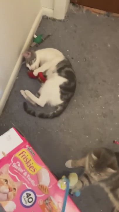 Enlarge Muffin Jones, a Adoptable mixed breed in Indianapolis, IN video 6/7