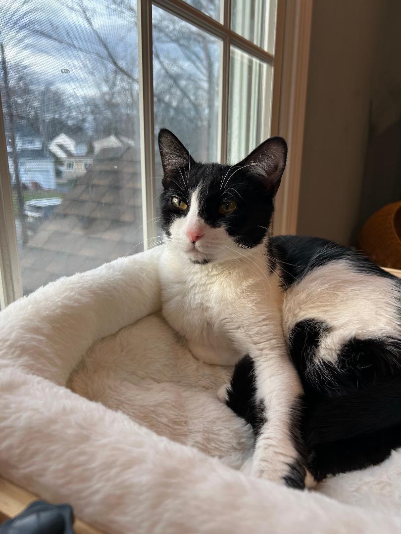 Enlarge Dottie, a ADOPTABLE Domestic Short Hair in Wayne, NJ image 3/3