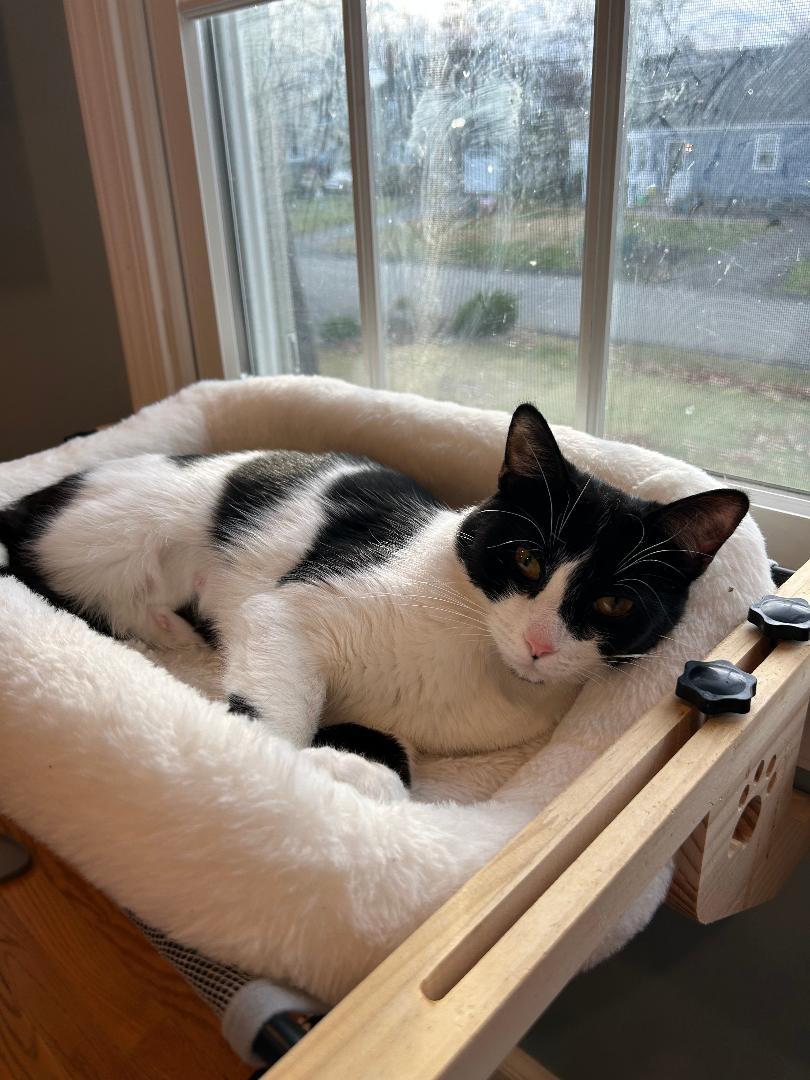 Enlarge Dottie, a ADOPTABLE Domestic Short Hair in Wayne, NJ image 2/3