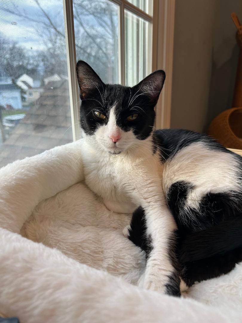 Dottie, ADOPTABLE, Adult Female Domestic Short Hair.