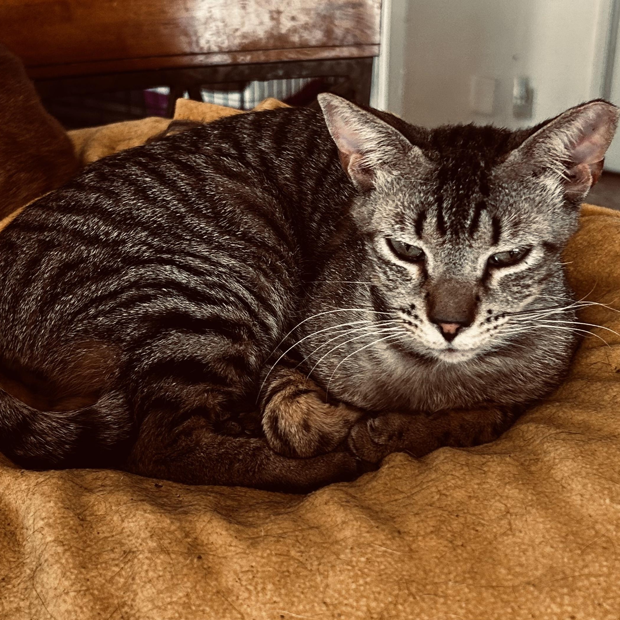 Enlarge Zeb, a Adoptable Domestic Short Hair in Anaheim, CA image 1/1